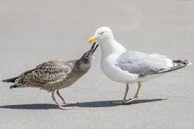 Attēlu rezultāti vaicājumam “Larus argentatus adult”