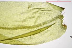 Attēlu rezultāti vaicājumam “Drepanocladus lycopodioides”