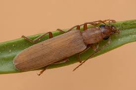 Attēlu rezultāti vaicājumam “Epuraea sp.”