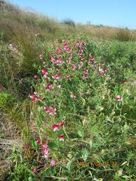 Image result for Lathyrus odoratus