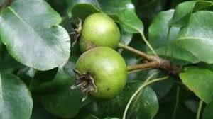 Attēlu rezultāti vaicājumam “Pyrus pyraster”