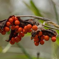 Attēlu rezultāti vaicājumam “Iris pseudacorus fruit”