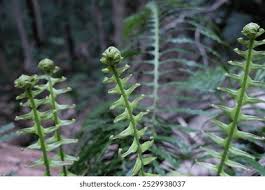 Attēlu rezultāti vaicājumam “Lilium martagon fruit”