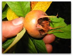 Attēlu rezultāti vaicājumam “Mespilus germanica fruit”