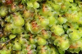 Attēlu rezultāti vaicājumam “Scapania apiculata”