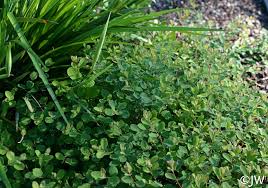 Attēlu rezultāti vaicājumam “Symphoricarpos albus”