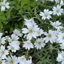 Image result for cerastium tomentosum