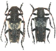 Attēlu rezultāti vaicājumam “Pogonocherus hispidulus”