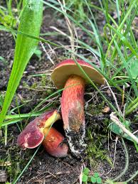 Attēlu rezultāti vaicājumam “Xerocomus rubellus”