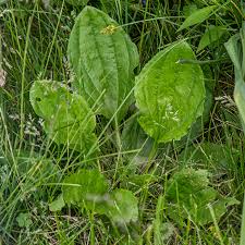 Attēlu rezultāti vaicājumam “Plantago major subsp. intermedia leaf”