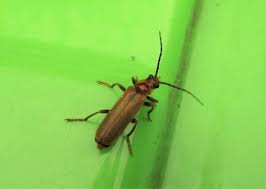 Attēlu rezultāti vaicājumam “Cantharis figurata”