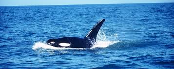 Image result for Orcinus orca