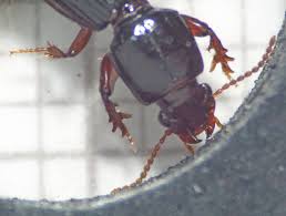 Attēlu rezultāti vaicājumam “Clivina fossor”