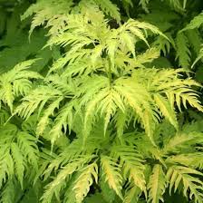 Attēlu rezultāti vaicājumam “Sambucus racemosa leaf”