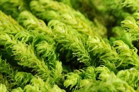 Attēlu rezultāti vaicājumam “Anomodon viticulosus”