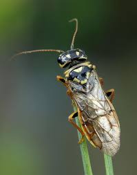 Attēlu rezultāti vaicājumam “Acantholyda posticalis”