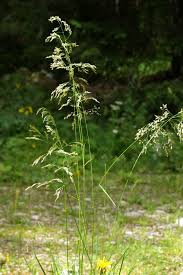 Attēlu rezultāti vaicājumam “Milium effusum flower”
