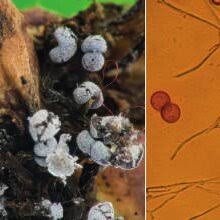 Attēlu rezultāti vaicājumam “Physarum notabile”