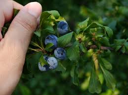 Attēlu rezultāti vaicājumam “Prunus domestica subsp. insitita”