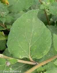 Attēlu rezultāti vaicājumam “Arctium tomentosum leaf”