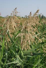 Attēlu rezultāti vaicājumam “Phragmites communis fruit”
