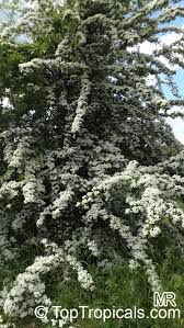 Attēlu rezultāti vaicājumam “Crataegus x macrocarpa”