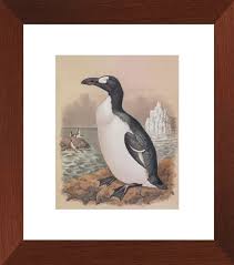 Image result for Pinguinus impennis