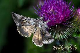 Attēlu rezultāti vaicājumam “Syngrapha interrogationis”