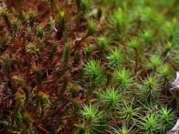 Attēlu rezultāti vaicājumam “Sphagnum girgensohnii”