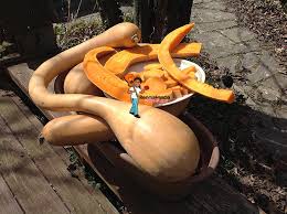 Image result for tromboncino