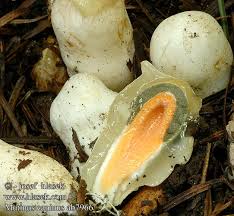 Attēlu rezultāti vaicājumam “Mutinus caninus”