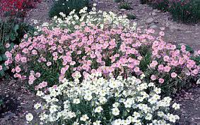 Attēlu rezultāti vaicājumam “Helianthemum nummularium”