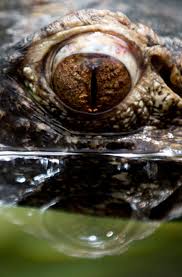 Attēlu rezultāti vaicājumam “Crocallis elinguaria imago”