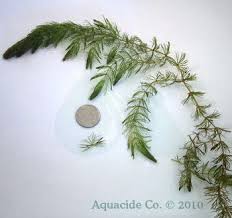 Attēlu rezultāti vaicājumam “Ceratophyllum demersum leaf”