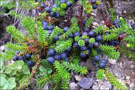 Attēlu rezultāti vaicājumam “Empetrum nigrum fruit”
