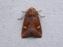 Attēlu rezultāti vaicājumam “Amphipoea”