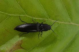 Attēlu rezultāti vaicājumam “Ectinus aterrimus”