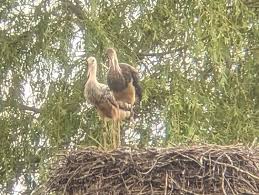 Attēlu rezultāti vaicājumam “Ciconia nigra nest”