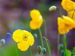 Image result for Scheinmohn