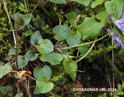Attēlu rezultāti vaicājumam “Viola reichenbachiana leaf”
