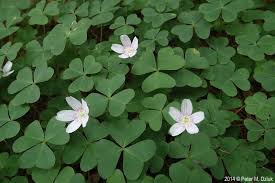 Attēlu rezultāti vaicājumam “Oxalis acetosella”