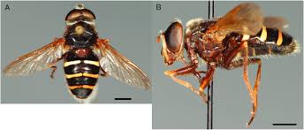 Attēlu rezultāti vaicājumam “Sericomyia sp.”