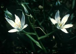 Attēlu rezultāti vaicājumam “Badhamia bethelii stalked”