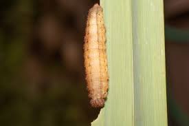 Attēlu rezultāti vaicājumam “Oeneis jutta”