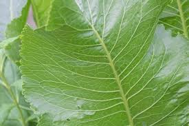 Attēlu rezultāti vaicājumam “Armoracia rusticana leaf”