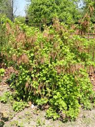 Attēlu rezultāti vaicājumam “Ribes spicatum”