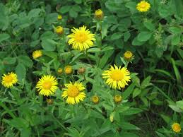 Attēlu rezultāti vaicājumam “Inula salicina leaf”