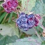 Attēlu rezultāti vaicājumam “Rubus caesius fruit”
