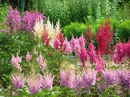 Image result for Astilbe