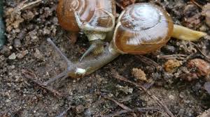 Attēlu rezultāti vaicājumam “Badhamiopsis praetermissa sessile”